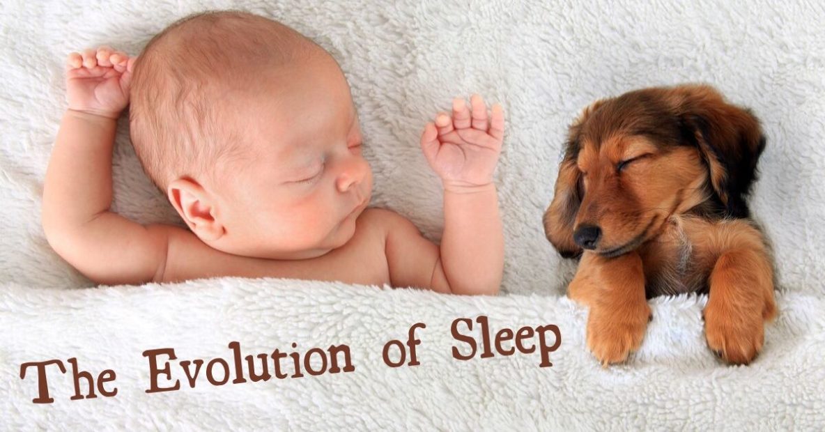 The Evolution of Sleep